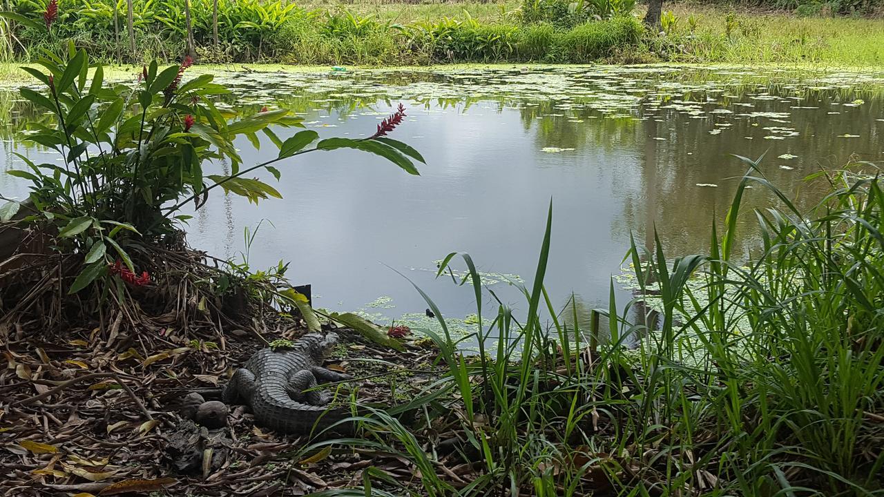 Hospedaje La Galerie Ciudad Cortés Zewnętrze zdjęcie